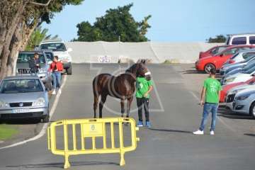 Carreras de caballo de San Gregorio Taumaturgo 2018